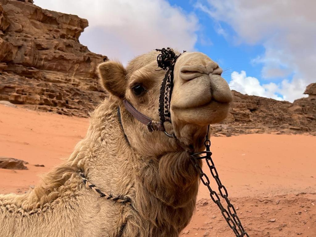 Maraheb Luxury Camp Hotel Wadi Rum Buitenkant foto